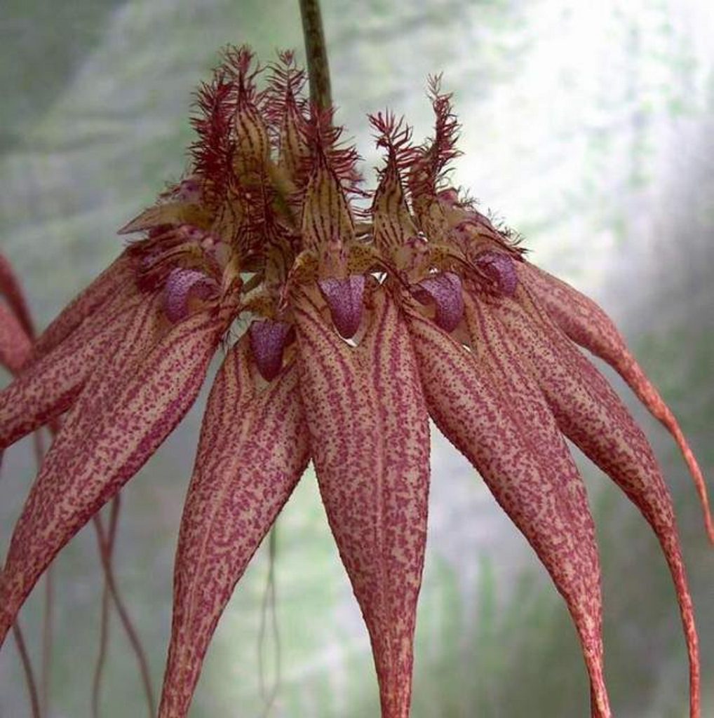 Cirrhopetalum bulbophyllum - lovely Elizabeth. Cirrhopetalum bulbophyllum - lovely Elizabeth.